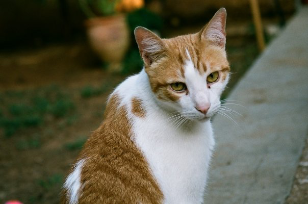 Чем опасны иксодовые клещи для кошек?